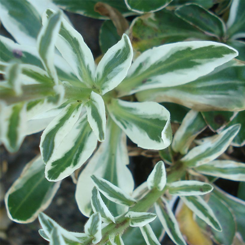 Veronica gentianoides Variegata - Véronique du Caucase (Foliage)