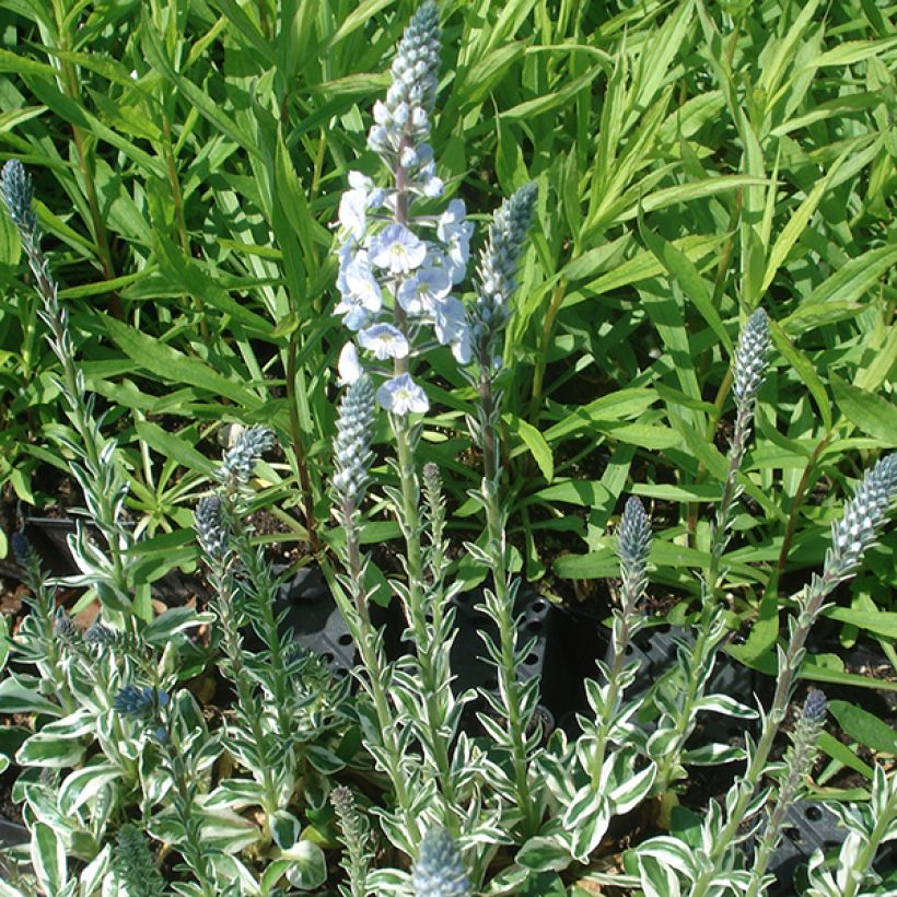 Veronica gentianoides Variegata - Véronique du Caucase (Plant habit)