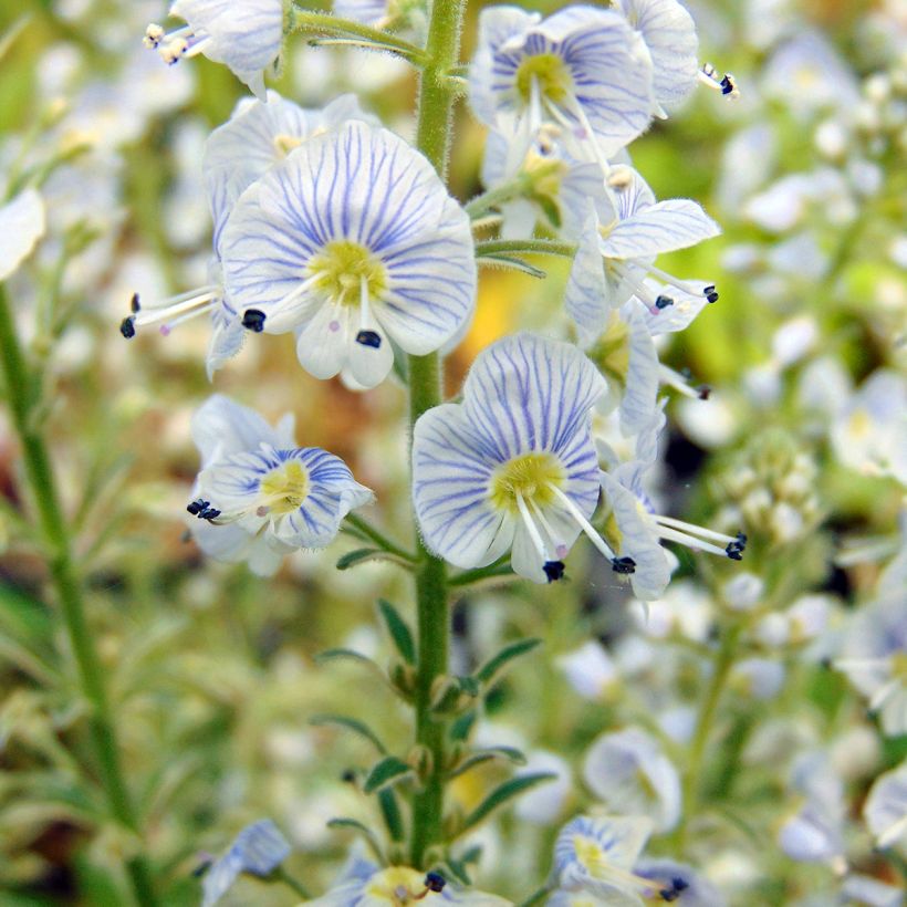 Veronica gentianoides Variegata - Véronique du Caucase (Flowering)