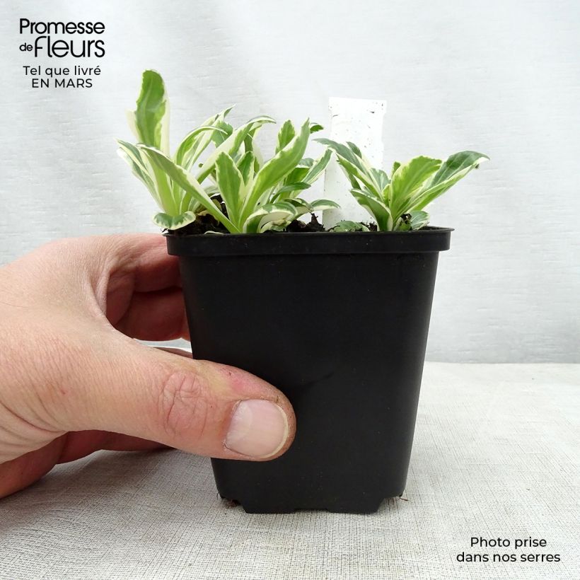 Example of Veronica gentianoides Variegata - Véronique du Caucase Godet de 8/9 cm as you get in printemps