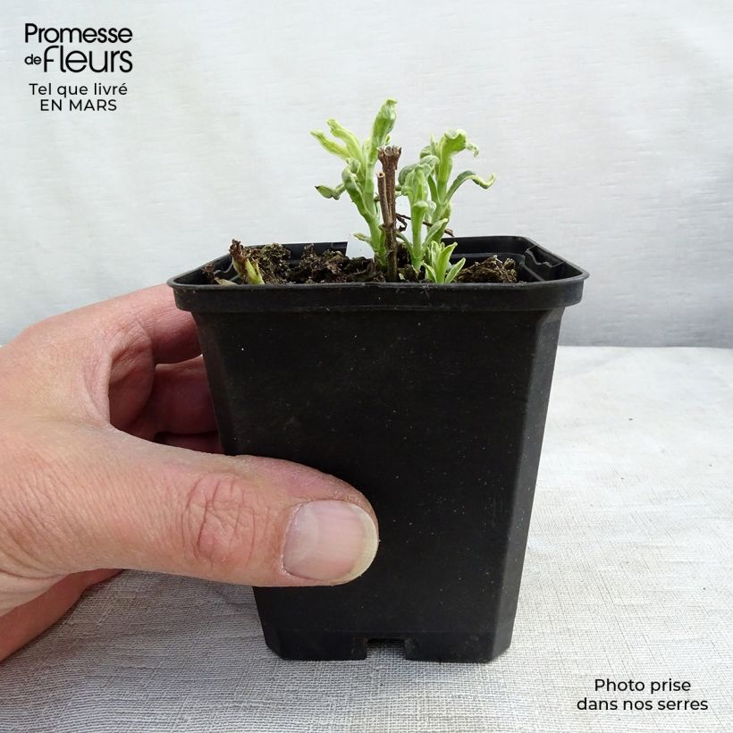 Spécimen de Veronica longifolia Charlotte® - Véronique à grandes feuilles Godet de 8/9 cm tel que livré au printemps