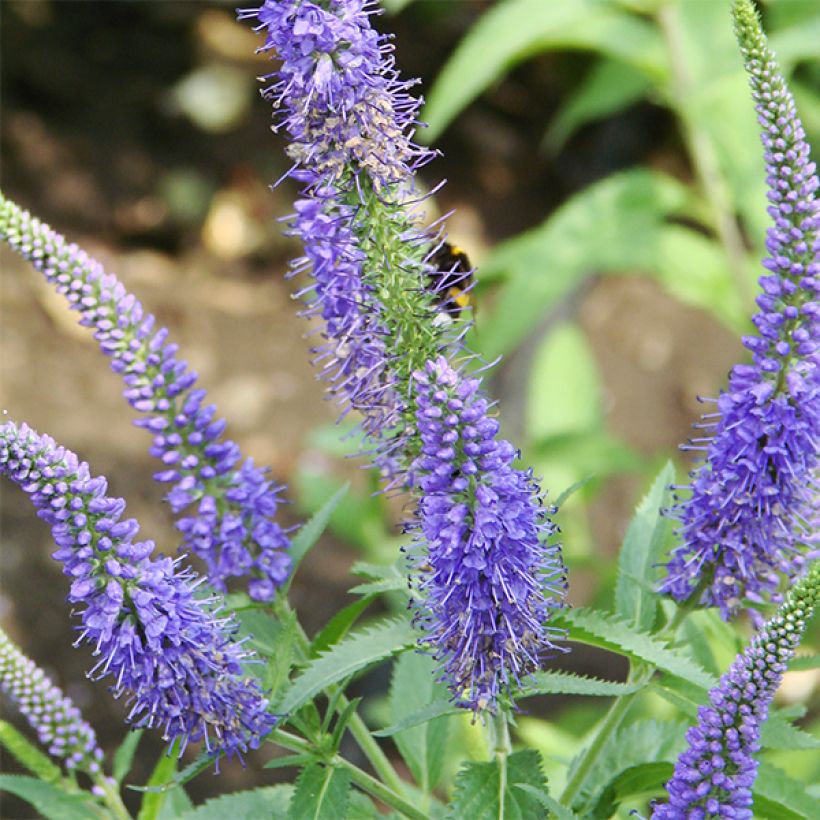 Veronica longifolia Marietta - Véronique à grandes feuilles (Flowering)