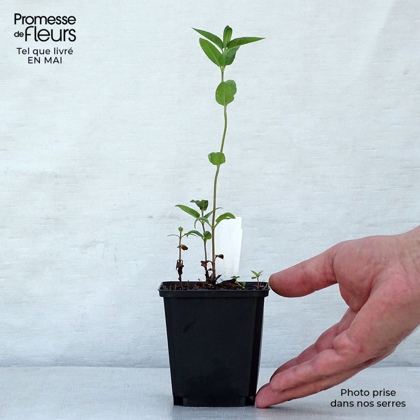 Example of Veronica longifolia Marietta - Véronique à grandes feuilles Godet de 8/9 cm as you get in printemps