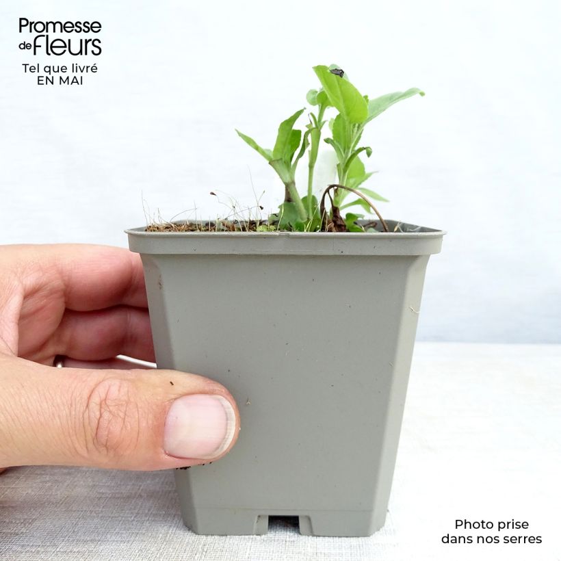 Example of Veronica longifolia Pink Damask - Véronique à longues feuilles Godet de 8/9 cm as you get in printemps