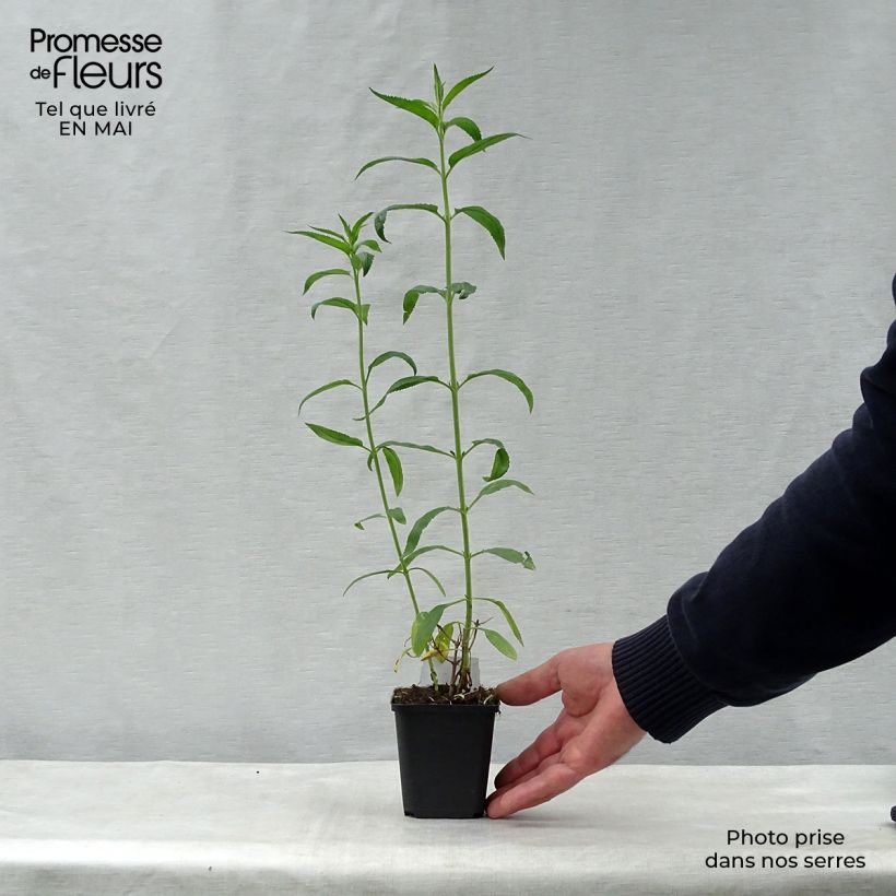 Spécimen de Veronica longifolia Schneeriesin - Véronique blanche à longues feuilles Godet de 8/9 cm tel que livré au printemps