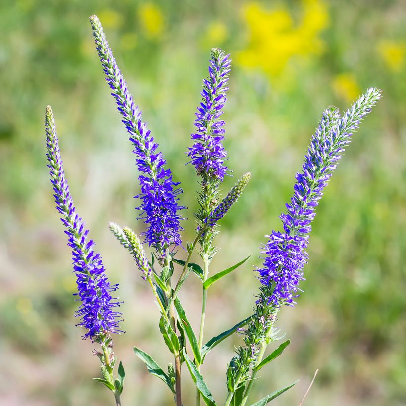 Veronica longifolia - Véronique à longues feuilles (Flowering)
