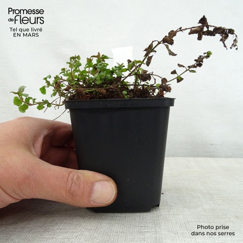 Spécimen de Veronica petraea Madame Mercier - Véronique  Godet de 8/9 cm tel que livré au printemps