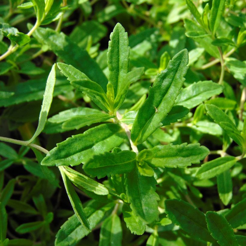 Veronica prostrata Alba - Véronique prostrée blanche  (Foliage)