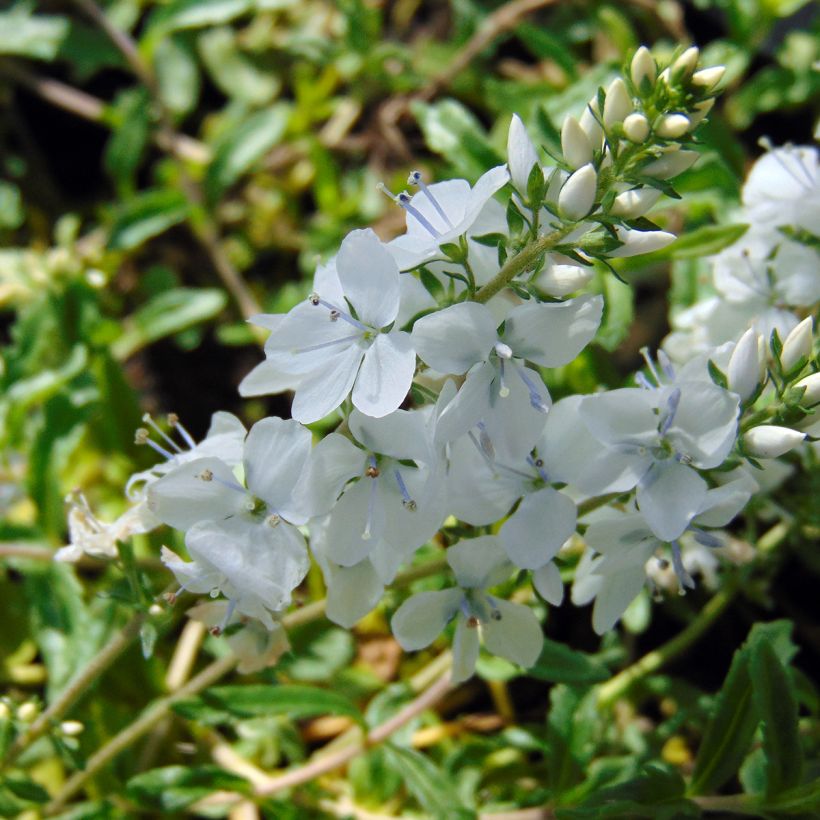 Veronica prostrata Alba - Véronique prostrée blanche  (Flowering)