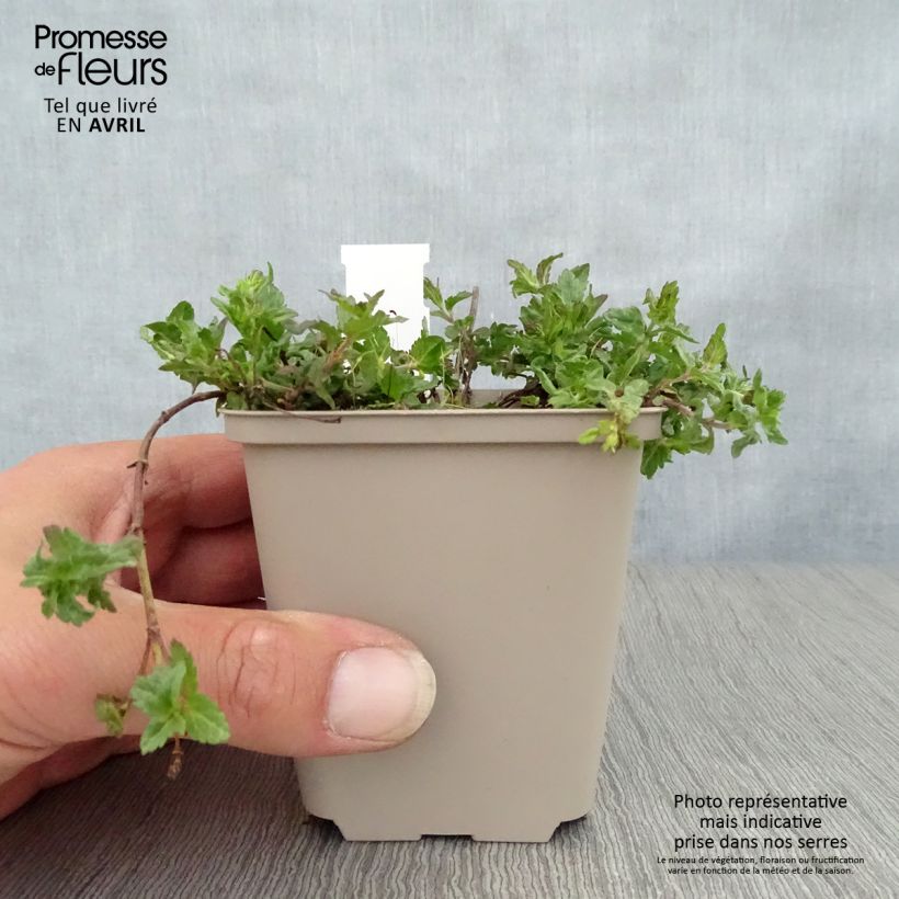 Example of Veronica prostrata Mrs Holt Godet de 8/9 cm as you get in printemps