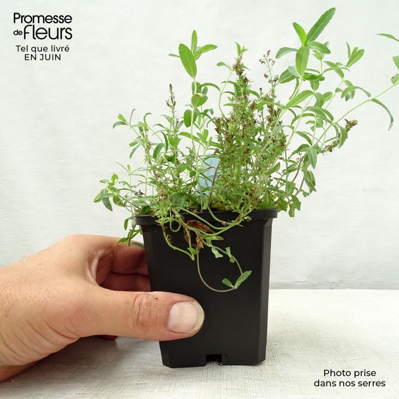 Spécimen de Veronica prostrata - Véronique couchée Godet de 8/9 cm tel que livré en été
