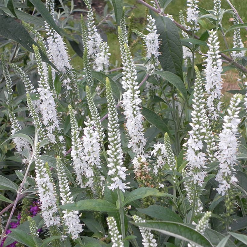 Veronica spicata Alba - Véronique en épis blanche (Flowering)