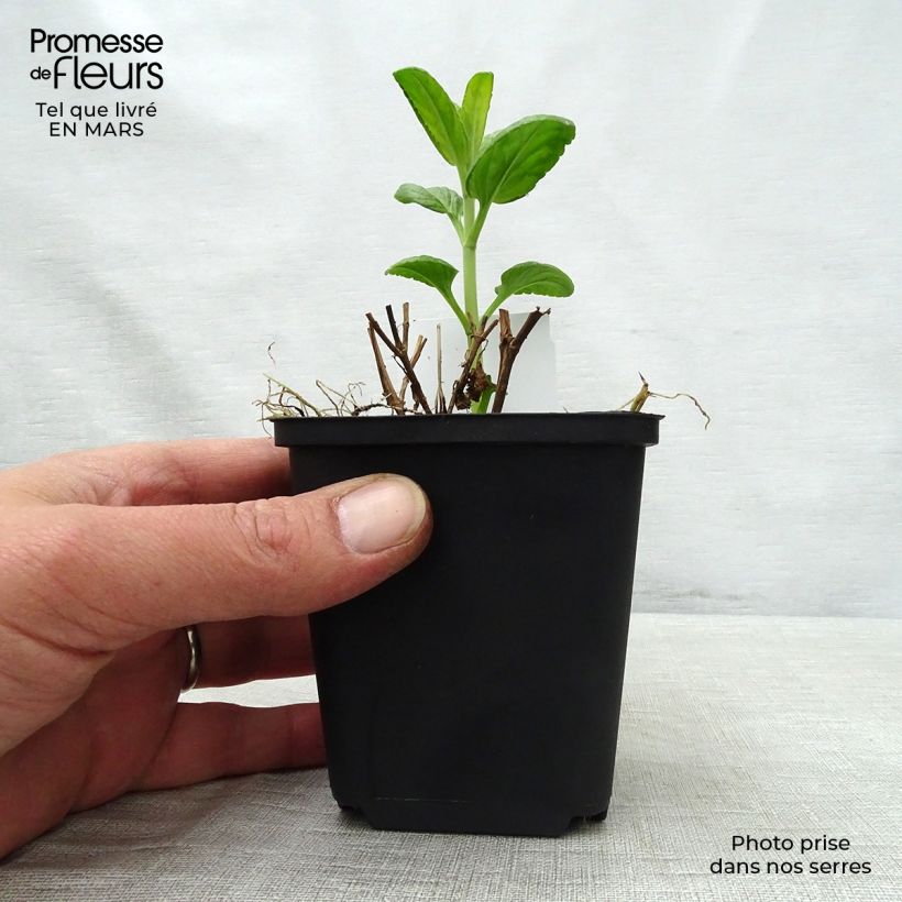 Example of Veronica spicata Alba - Véronique en épis blanche Godet de 8/9 cm as you get in printemps