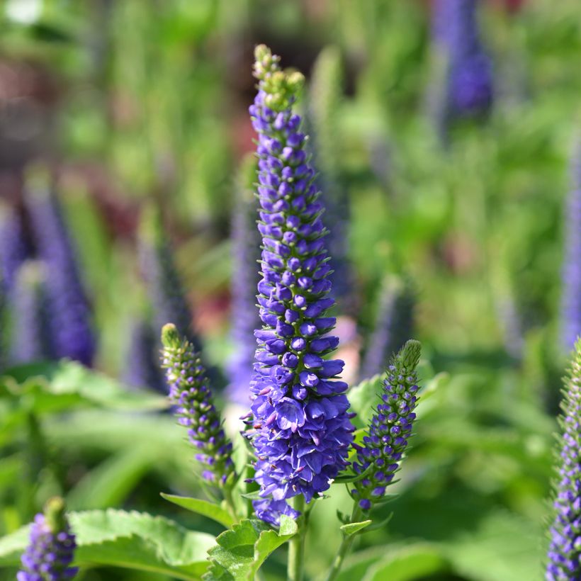 Veronica spicata Baby Blue - Véronique en épis (Flowering)