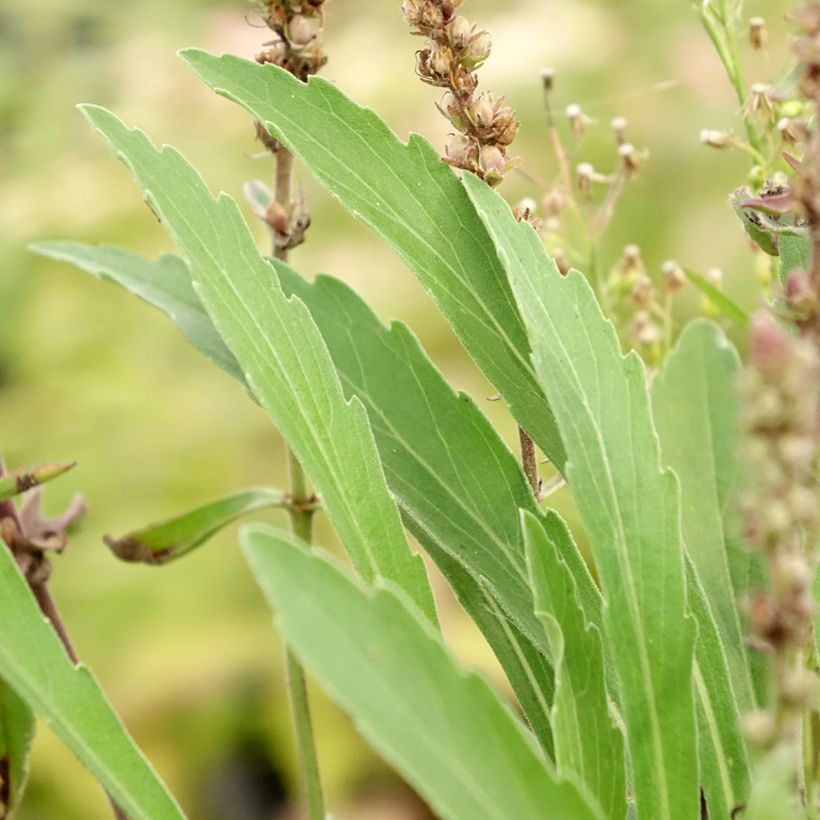 Veronica spicata Baby Blue - Véronique en épis (Foliage)