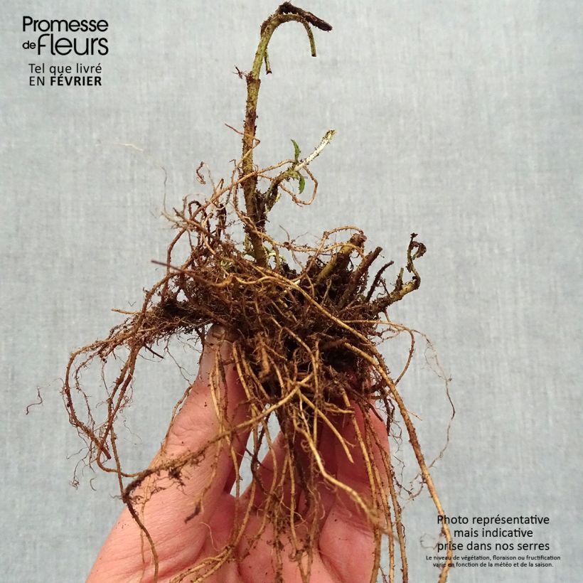 Example of Veronica spicata Baby Blue - Véronique en épis Racines nues, Qualité premium as you get in hiver