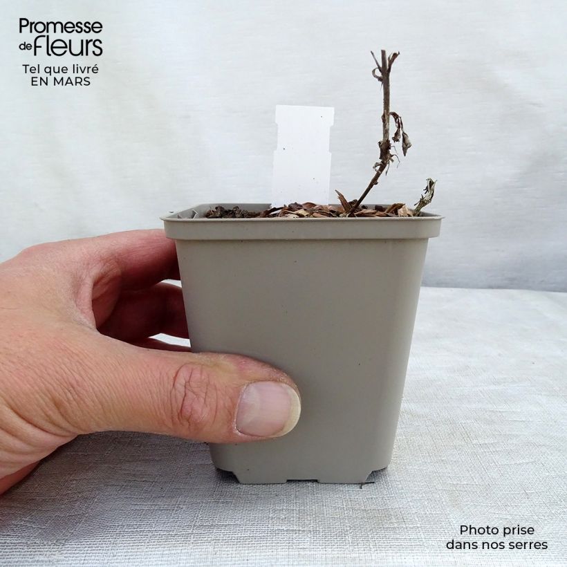 Example of Veronica spicata Bubblegum Candles - Véronique en épis Godet de 8/9 cm as you get in printemps