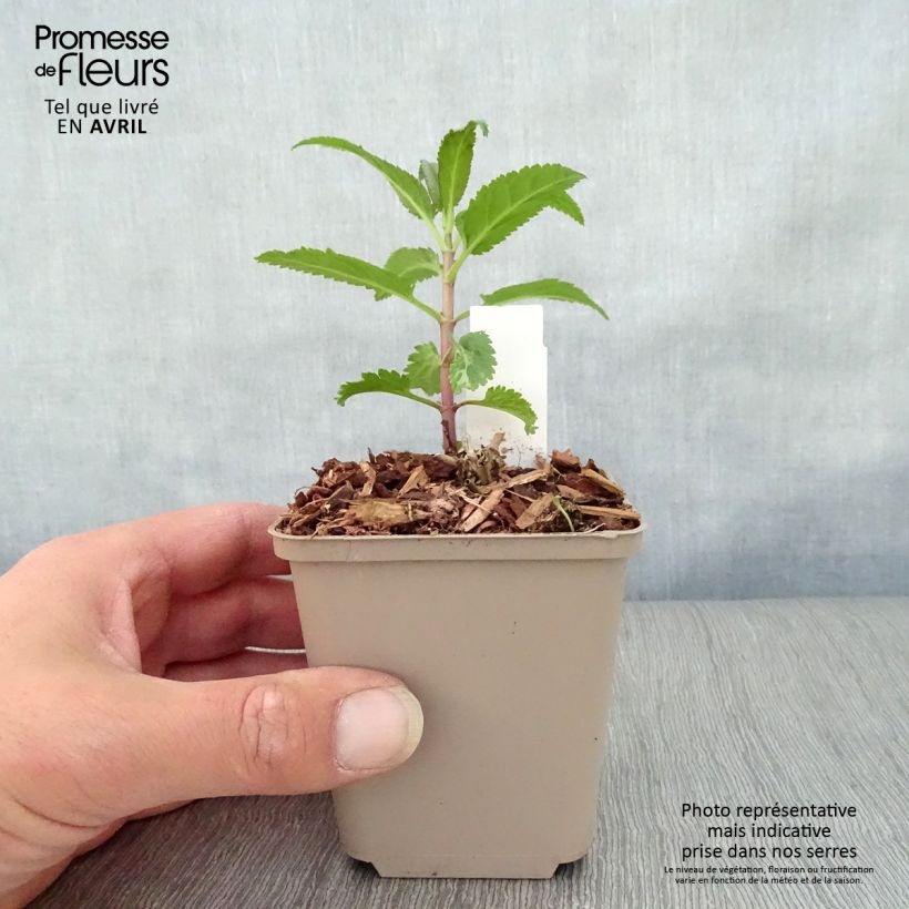 Example of Veronica spicata First Love - Véronique Godet de 8/9 cm as you get in printemps