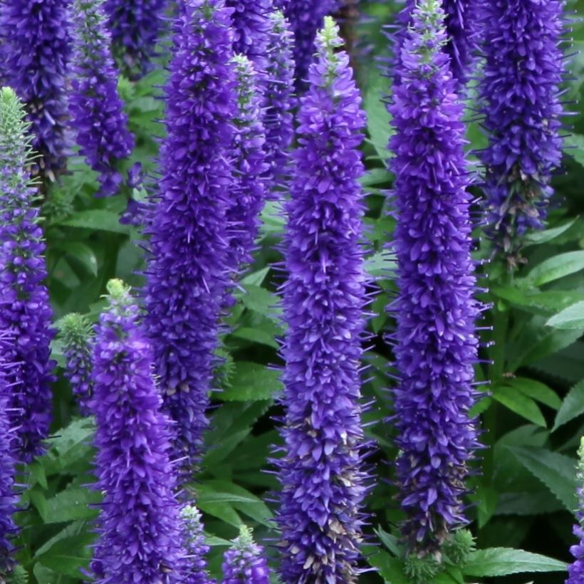 Veronica spicata Royal Candles - Véronique en épis (Flowering)