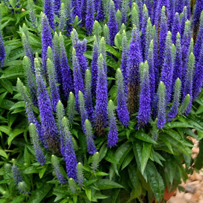 Veronica spicata Royal Candles - Véronique en épis (Plant habit)
