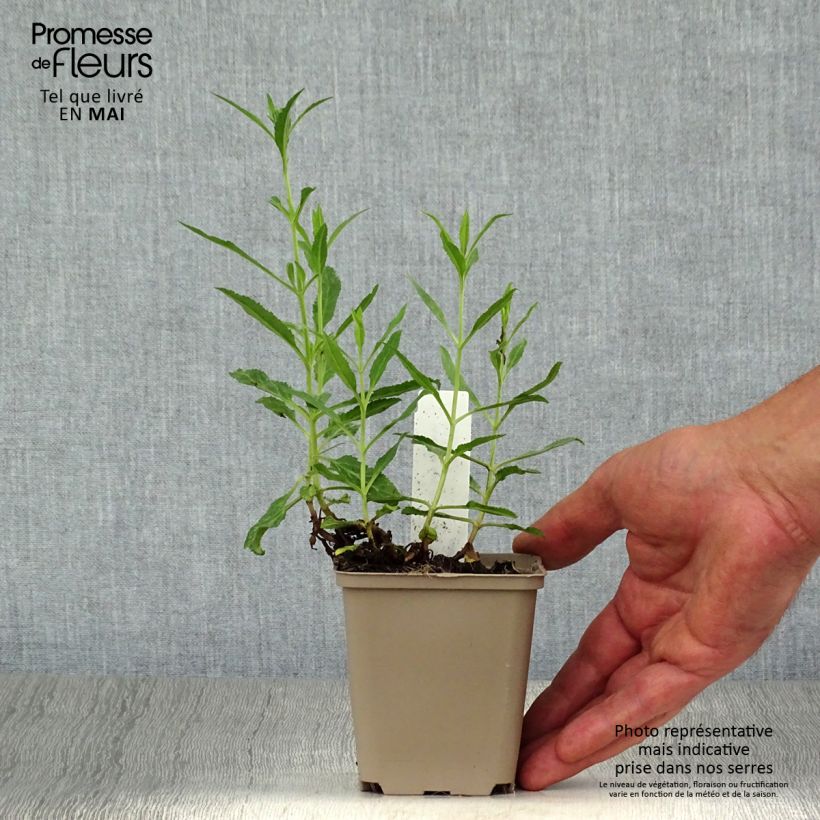 Example of Veronica spicata Rotfuchs - Véronique en épis Godet de 8/9 cm as you get in printemps