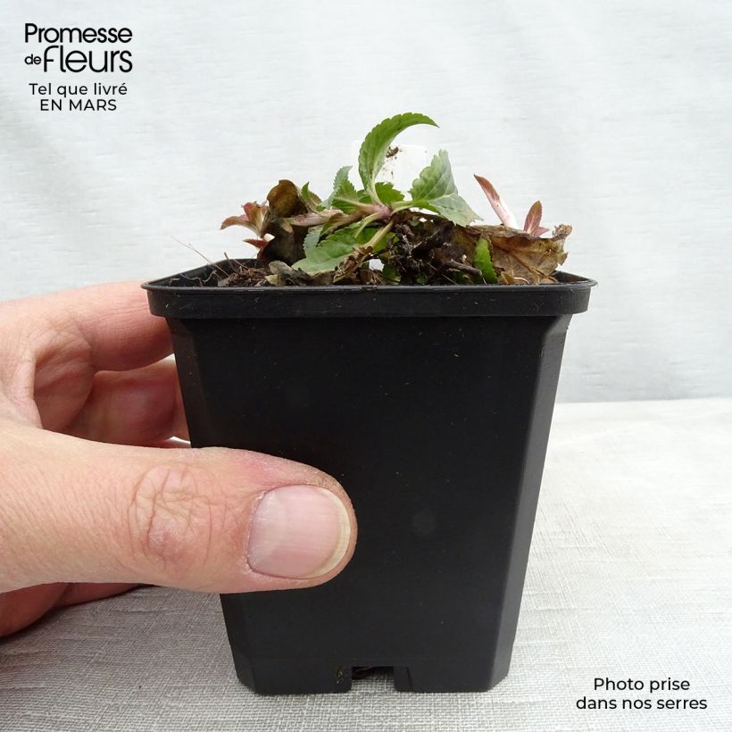 Example of Veronica spicata Royal Candles - Véronique en épis Godet de 8/9 cm as you get in printemps