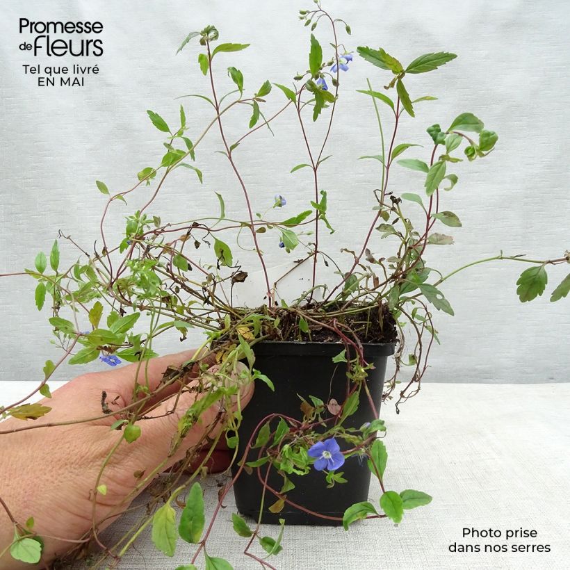 Example of Veronica umbrosa Georgia Blue - Véronique rampante Godet de 8/9 cm as you get in printemps