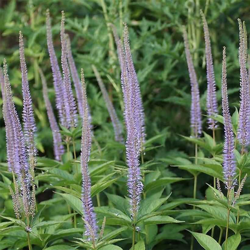 Veronicastrum sibiricum - Véronique de Sibérie (Flowering)