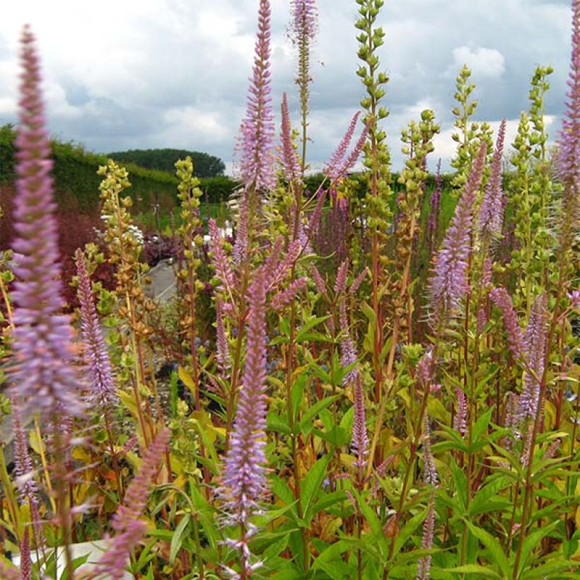 Veronicastrum virginicum Adoration - Véronique de Virginie (Flowering)