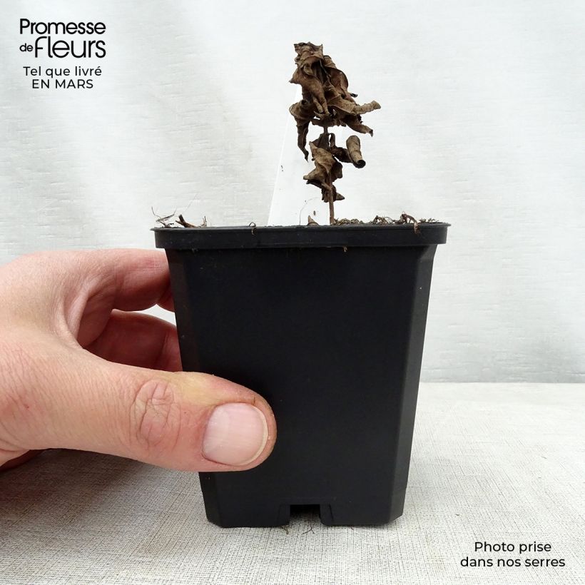 Example of Veronicastrum virginicum Adoration - Véronique de Virginie Godet de 8/9 cm as you get in printemps