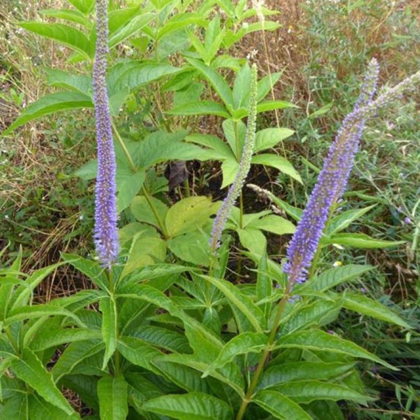 Véronique Apollo - Veronicastrum virginicum Apollo (Plant habit)