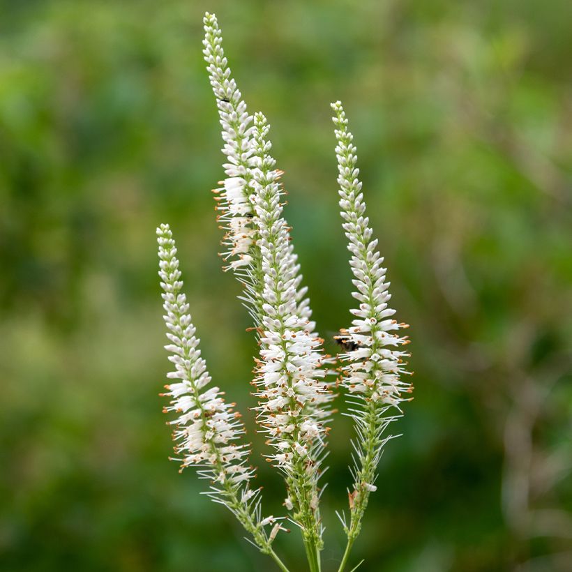 Veronicastrum virginicum Diana - Véronique de Virginie (Flowering)