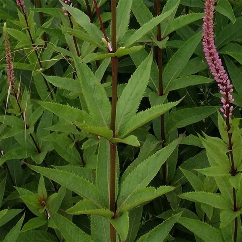 Veronicastrum virginicum Erika - Véronique de Virginie (Foliage)