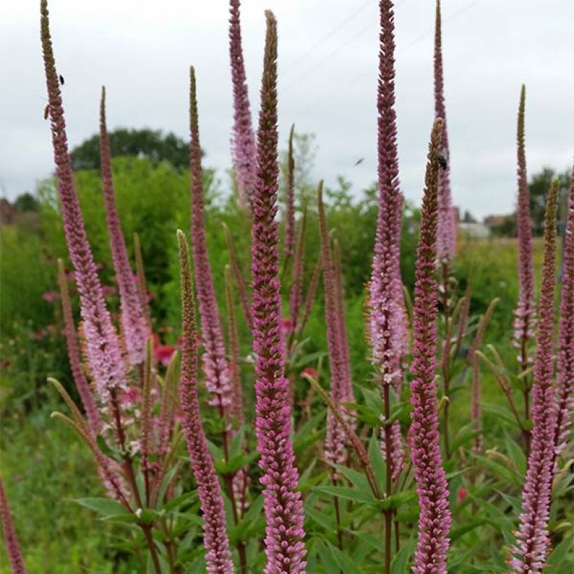 Veronicastrum virginicum Erika - Véronique de Virginie (Flowering)