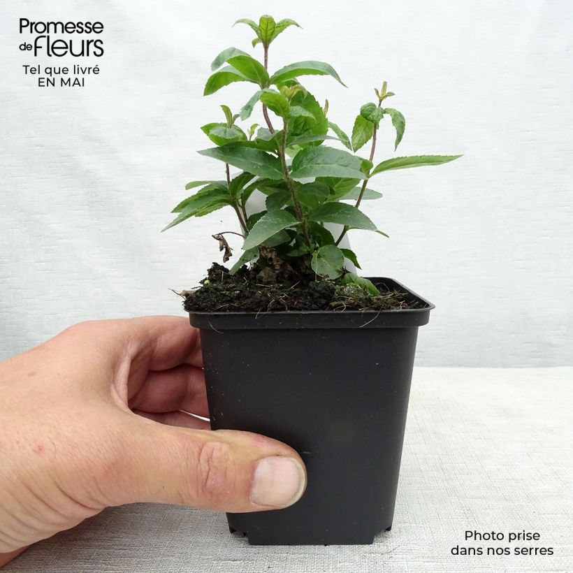 Example of Veronicastrum virginicum Erika - Véronique de Virginie Godet de 8/9 cm as you get in printemps