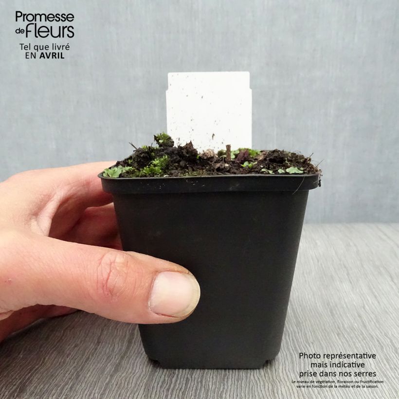 Example of Veronicastrum virginicum Fascination - Véronique de Virginie Godet de 8/9 cm as you get in printemps