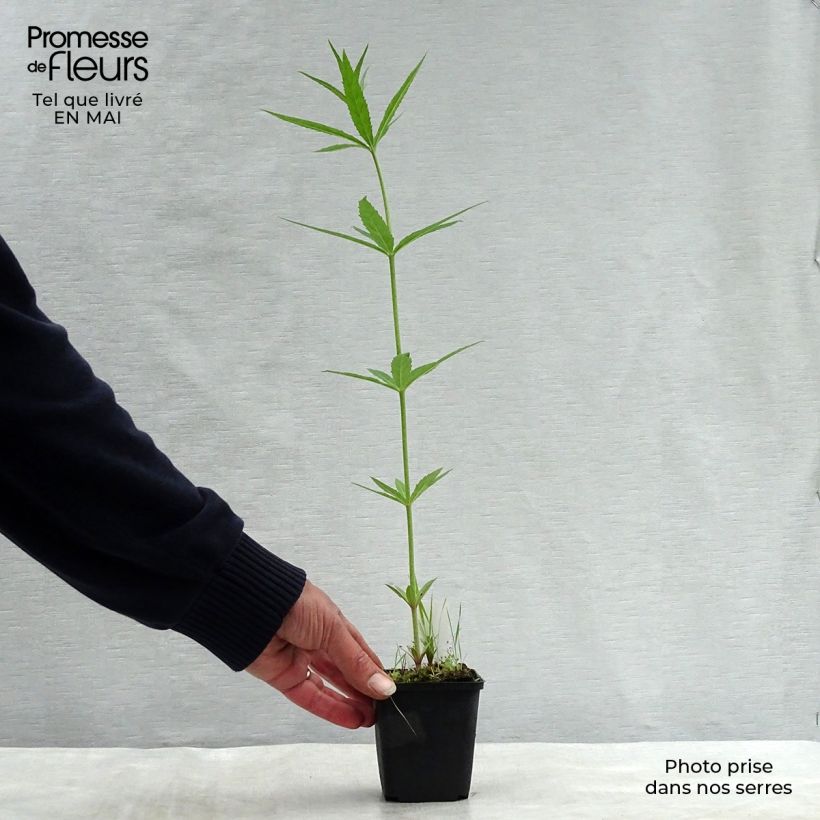 Example of Veronicastrum virginicum Lavendelturm - Véronique de Virgine lavande pâle Godet de 8/9 cm as you get in printemps