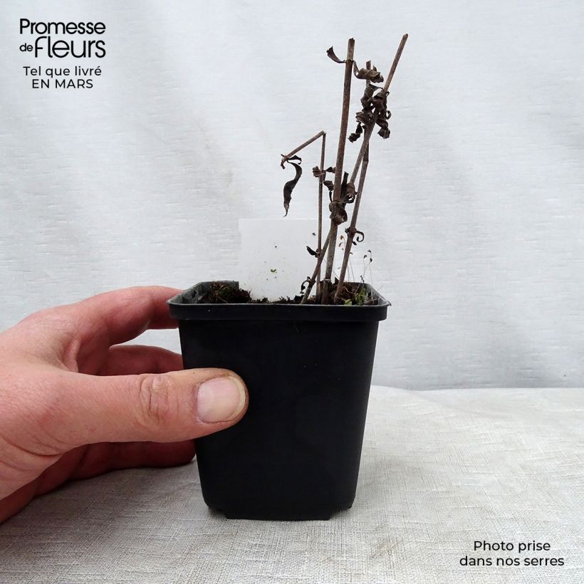 Example of Veronicastrum virginicum Pink Glow - Véronique de Virgine rose Godet de 8/9 cm as you get in printemps