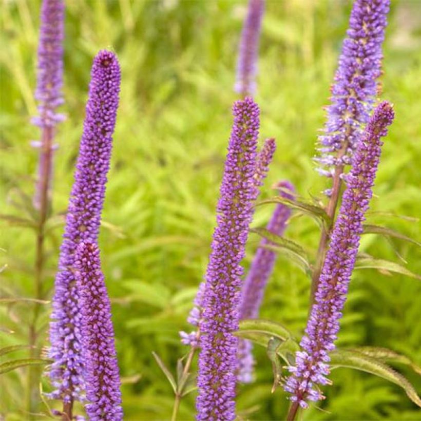 Veronicastrum virginicum Red Arrows - Véronique de Virginie (Flowering)