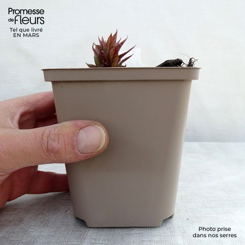 Example of Veronicastrum virginicum Red Arrows - Véronique de Virginie Godet de 8/9 cm as you get in printemps