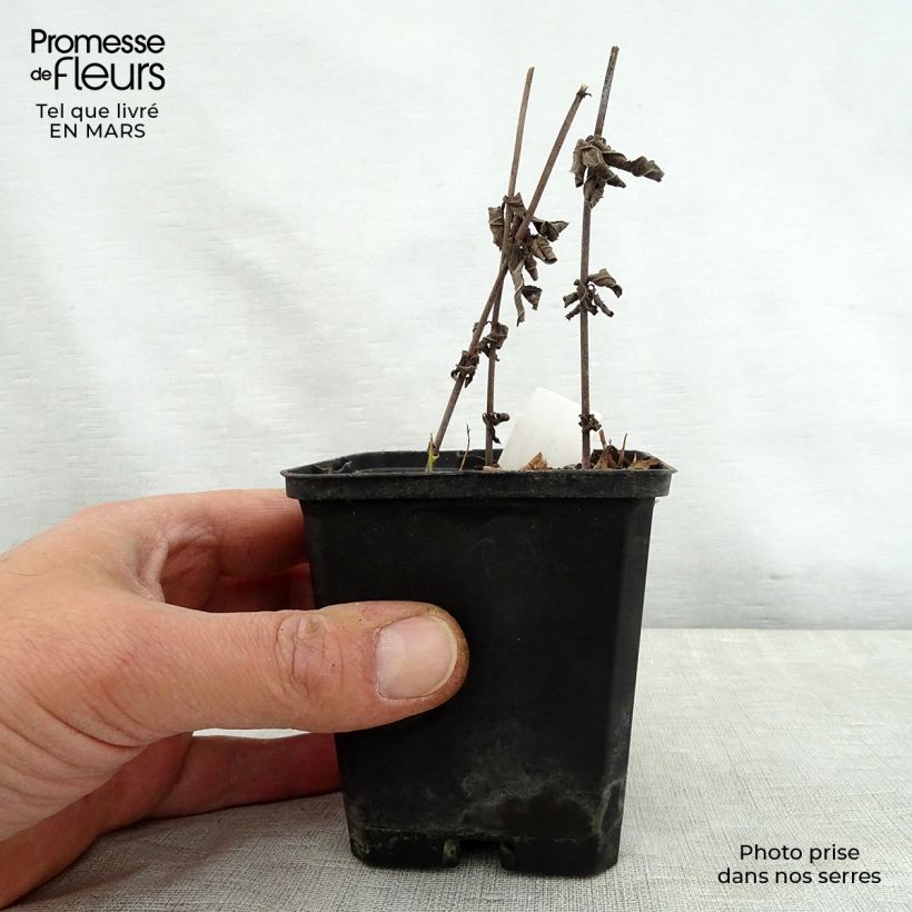 Spécimen de Veronicastrum virginicum Spring Dew - Véronique de Virginie Godet de 8/9 cm tel que livré au printemps