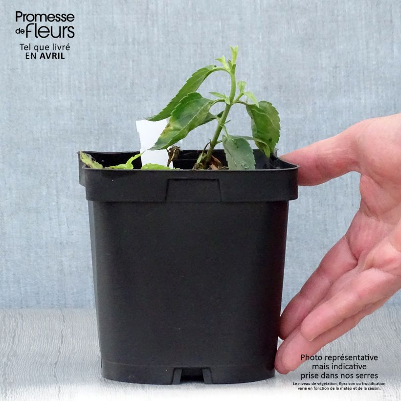 Example of Veronicastrum virginicum var. album - Véronique de Virginie blanche Pot de 2L/3L as you get in printemps