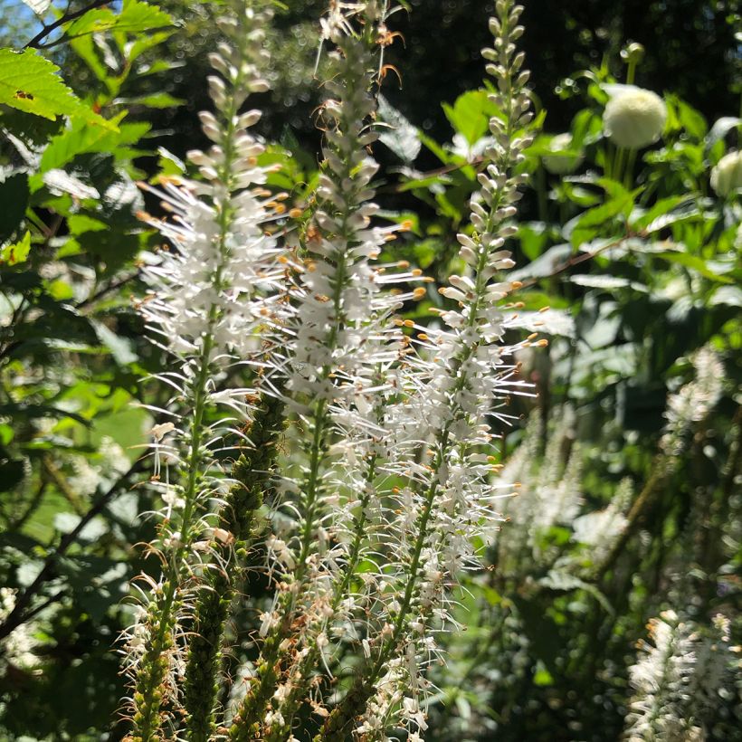 Veronicastrum virginicum var. album - Véronique de Virginie blanche (Flowering)