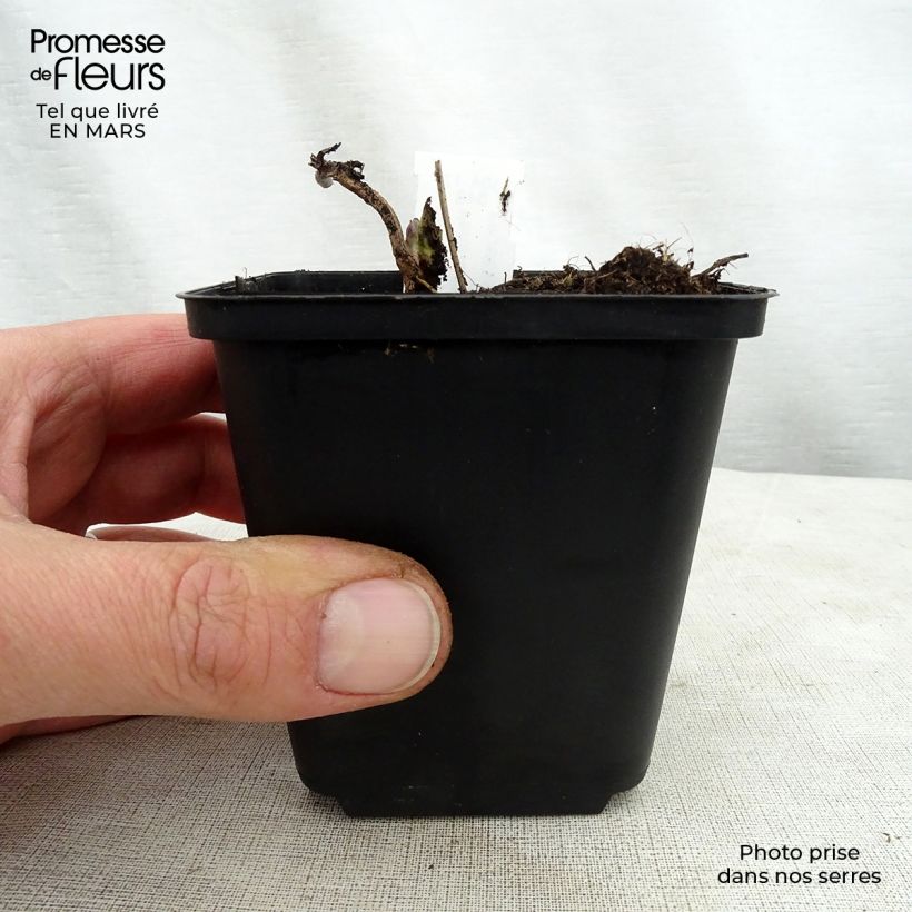 Example of Véronique Apollo - Veronicastrum virginicum Apollo Godet de 8/9 cm as you get in printemps