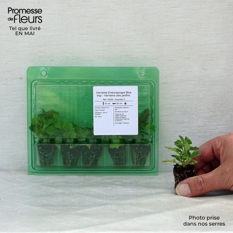 Example of Verveine Endurascape Blue Imp - Verveine des jardins. Mini-motte Ø 3/4 cm as you get in printemps