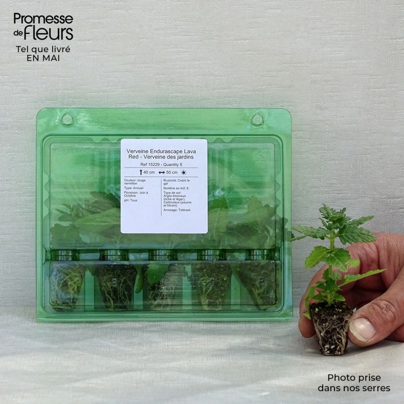 Example of Verveine Endurascape Lava Red - Verveine des jardins Mini-motte Ø 3/4 cm as you get in printemps