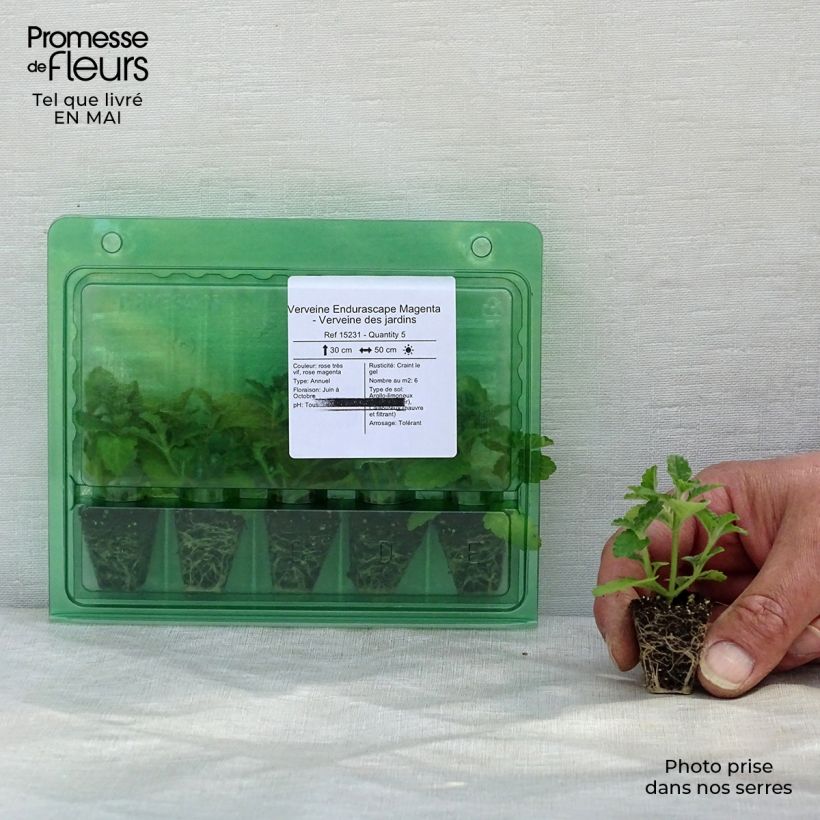 Example of Verveine Endurascape Magenta - Verveine des jardins Mini-motte Ø 3/4 cm as you get in printemps