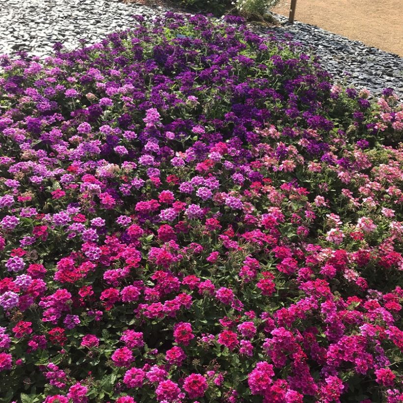 Verveine Endurascape Magenta - Verveine des jardins (Plant habit)