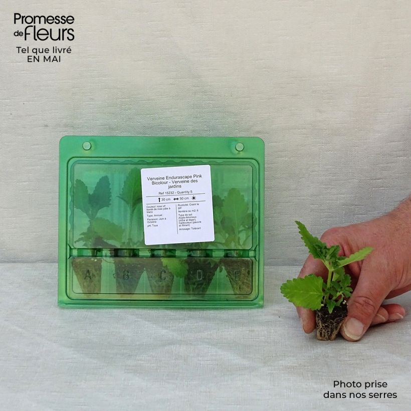 Example of Verveine Endurascape Pink Bicolour - Verveine des jardins Mini-motte Ø 3/4 cm as you get in printemps