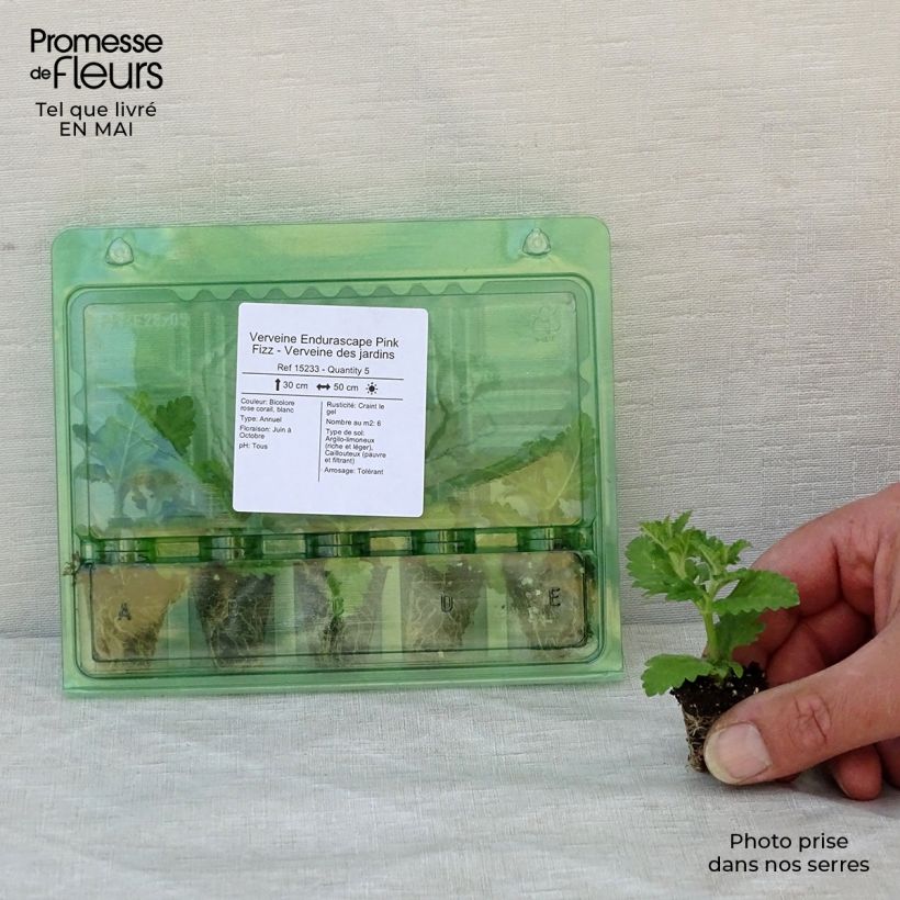 Example of Verveine Endurascape Pink Fizz - Verveine des jardins Mini-motte Ø 3/4 cm as you get in printemps